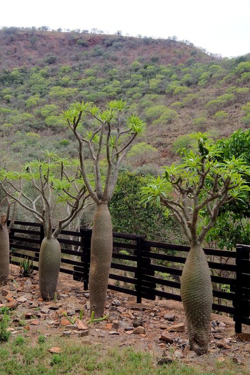 Pachypodium - Echo Caves
Altitude : 1070 mètres