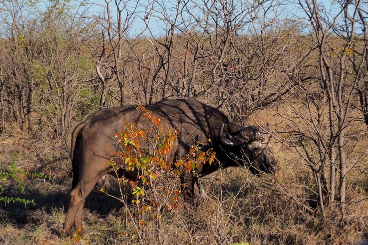 Buffle au Kruger National Park
Altitude : 368 mètres
