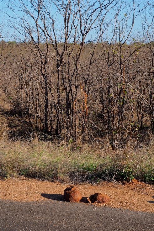 Bouse du Kruger National Park