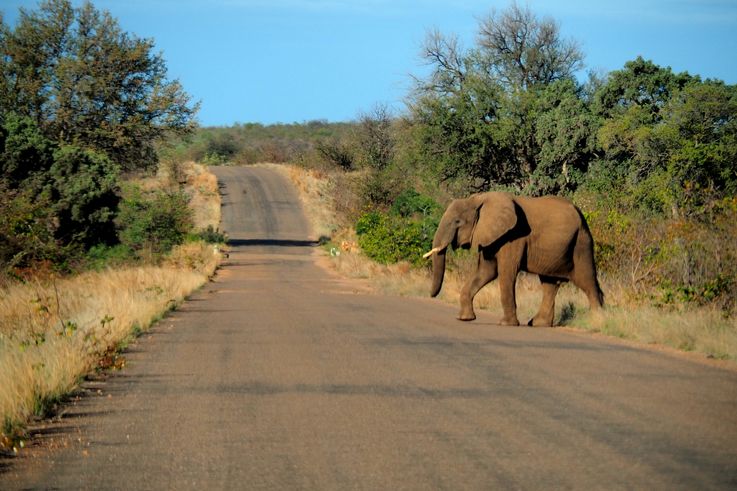 Eléphant au Kruger National Park
Altitude : 353 mètres
