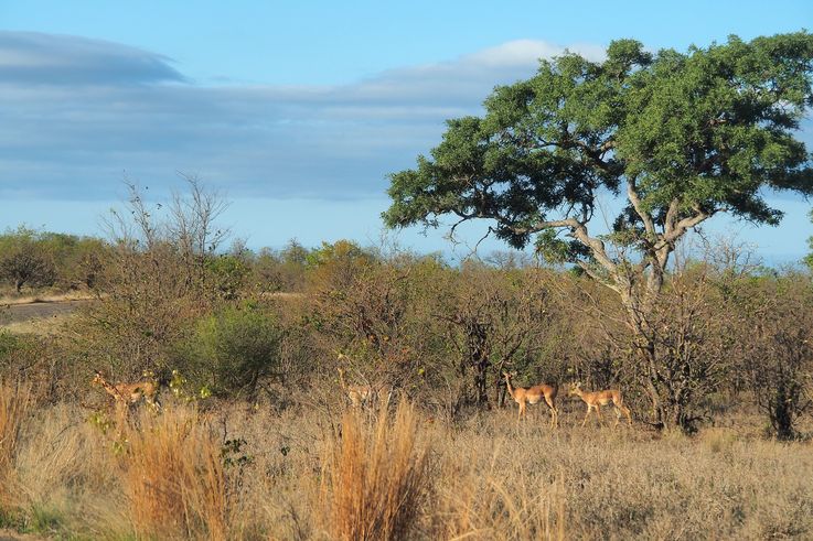 Impala au Kruger National Park
Altitude : 348 mètres