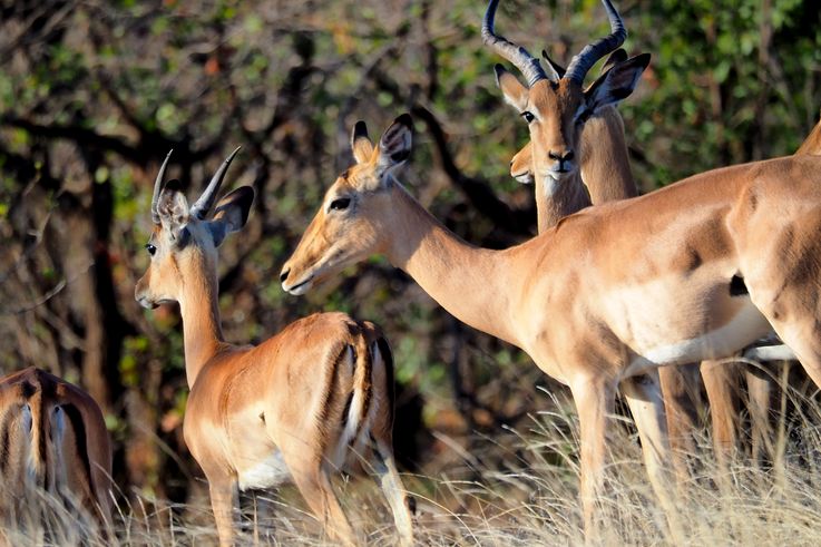 Impala au Kruger National Park
Altitude : 344 mètres