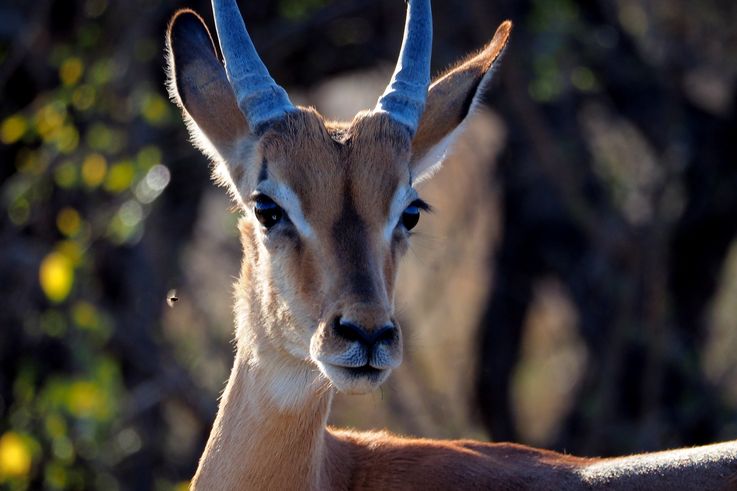 Impala au Kruger National Park
Altitude : 358 mètres