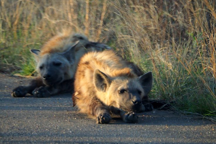 Hyène tachetée au Kruger National Park
Altitude : 338 mètres