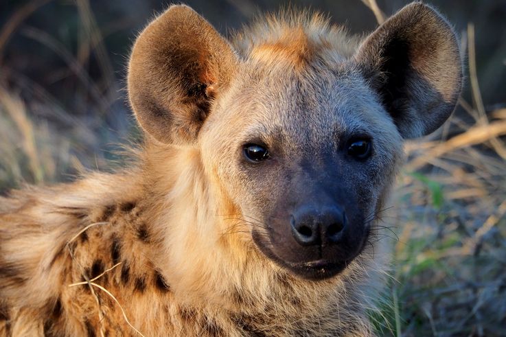 Hyène tachetée au Kruger National Park