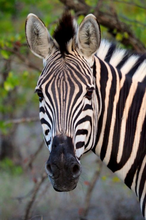 Zèbre des plaines au Kruger National Park
Altitude : 337 mètres
