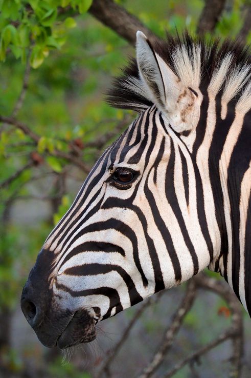 Zèbre des plaines au Kruger National Park
Altitude : 336 mètres