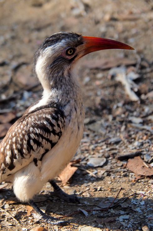 Tockus rufirostris dans le Tsendze Rustic Camp du Kruger National Park