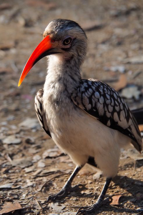 Tockus rufirostris dans le Tsendze Rustic Camp du Kruger National Park