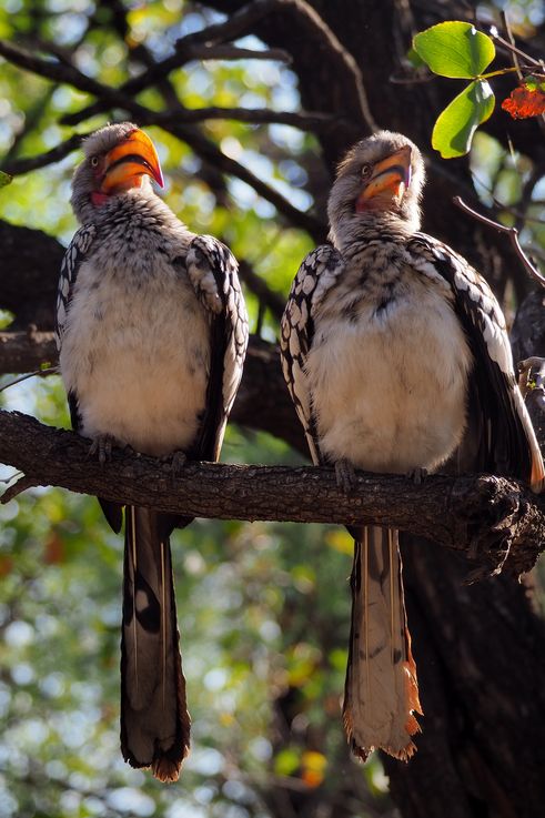 Dans le Tsendze Rustic Camp du Kruger National Park