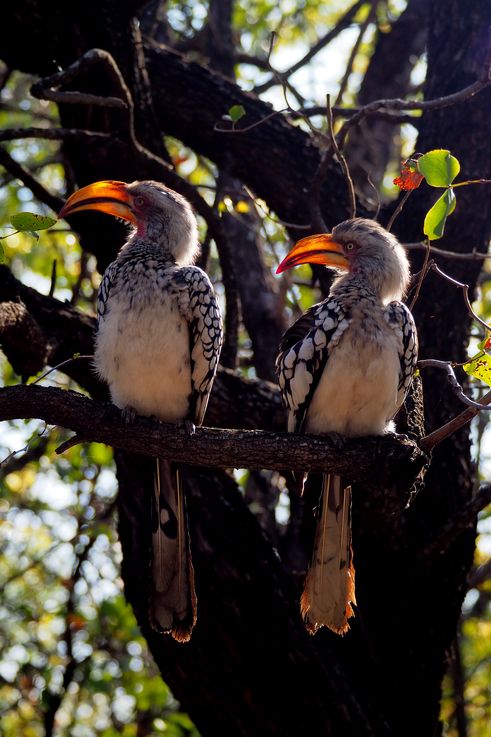 Tockus rufirostris dans le Tsendze Rustic Camp du Kruger National Park