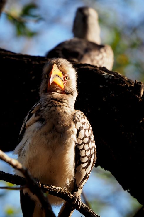 Tockus rufirostris dans le Tsendze Rustic Camp du Kruger National Park