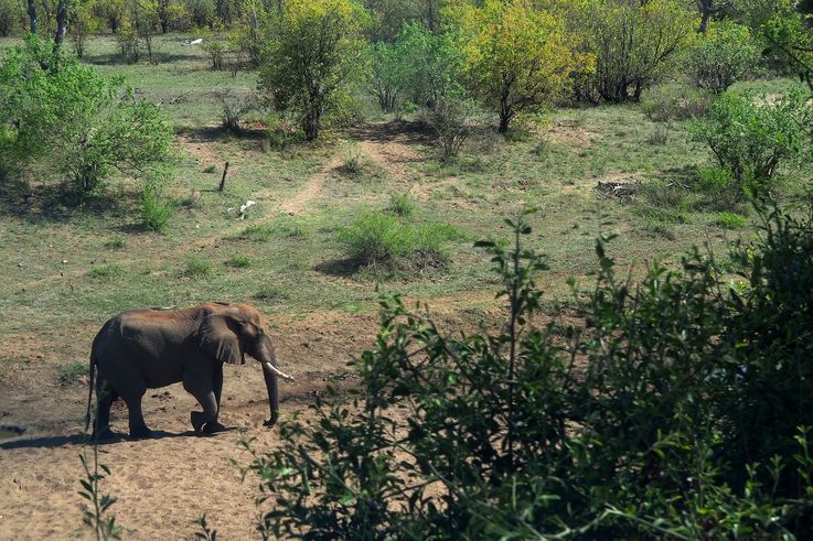 Eléphant au Kruger National Park
Altitude : 322 mètres
