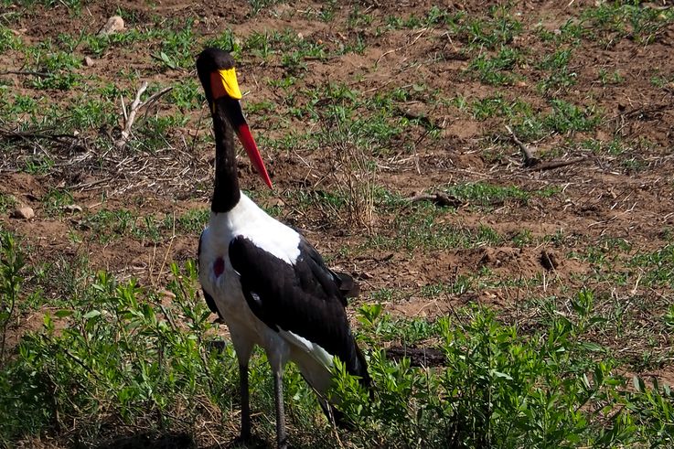 Jabiru au Kruger National Park
Altitude : 325 mètres