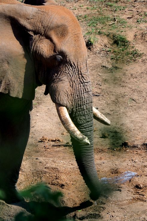 Eléphant au Kruger National Park
Altitude : 328 mètres