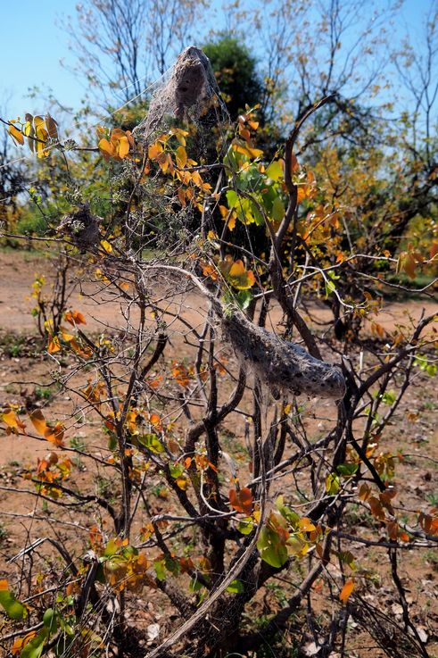 Nid de Stegodyphus Dumicola au Kruger National Park