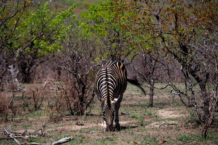 Zèbre des plaines au Kruger National Park
Altitude : 300 mètres