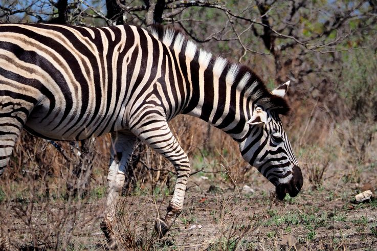 Zèbre des plaines au Kruger National Park
Altitude : 305 mètres