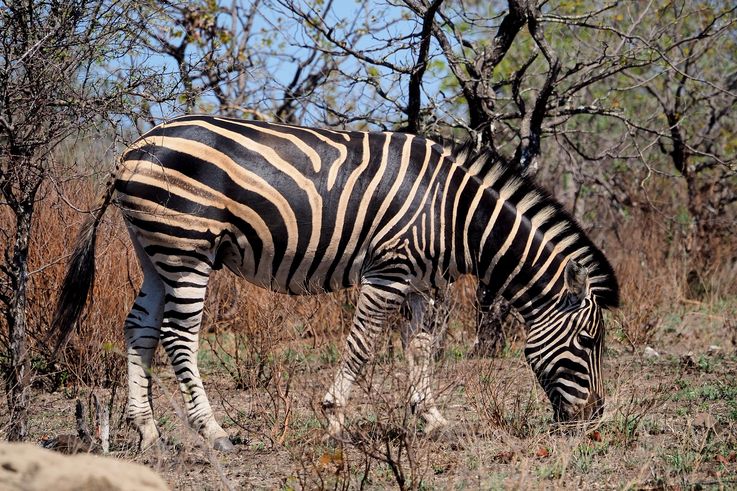 Zèbre des plaines au Kruger National Park
Altitude : 307 mètres