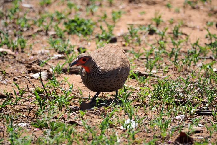 Francolin au Kruger National Park
Altitude : 290 mètres
