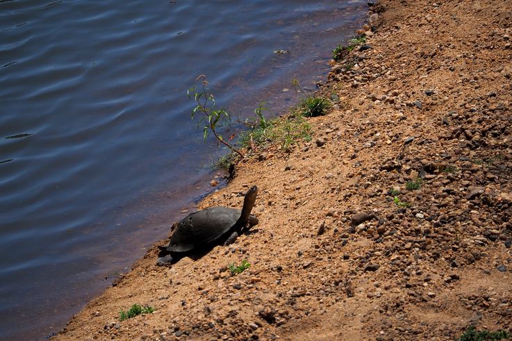 Tortue Pelusios Sinuatus au Kruger National Park