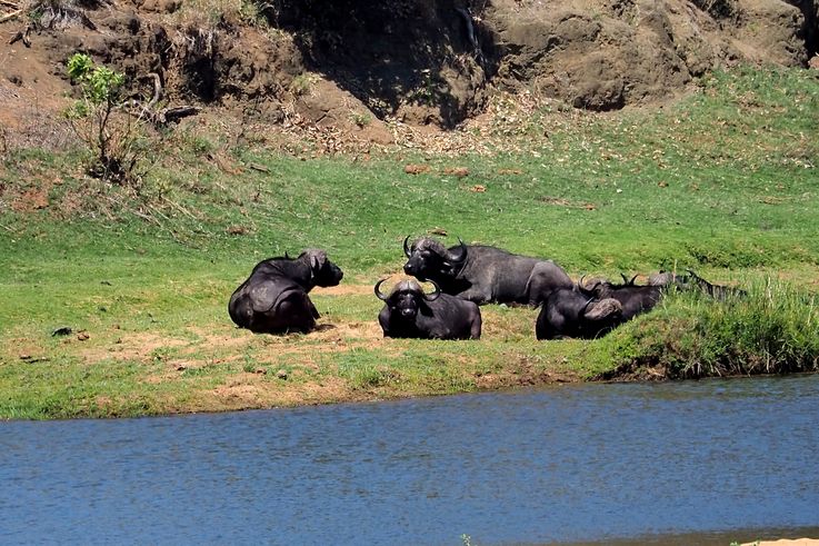Buffle au Kruger National Park
Altitude : 267 mètres