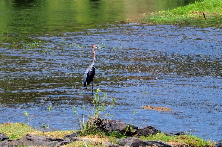 Heron Goliath au Kruger National Park
Altitude : 267 mètres