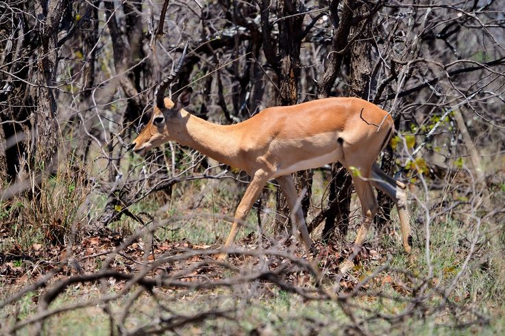 Impala au Kruger National Park
Altitude : 258 mètres