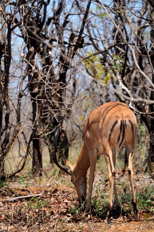 Impala au Kruger National Park
Altitude : 259 mètres