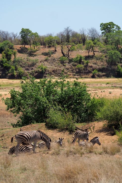 Girafe au Kruger National Park
Altitude : 263 mètres