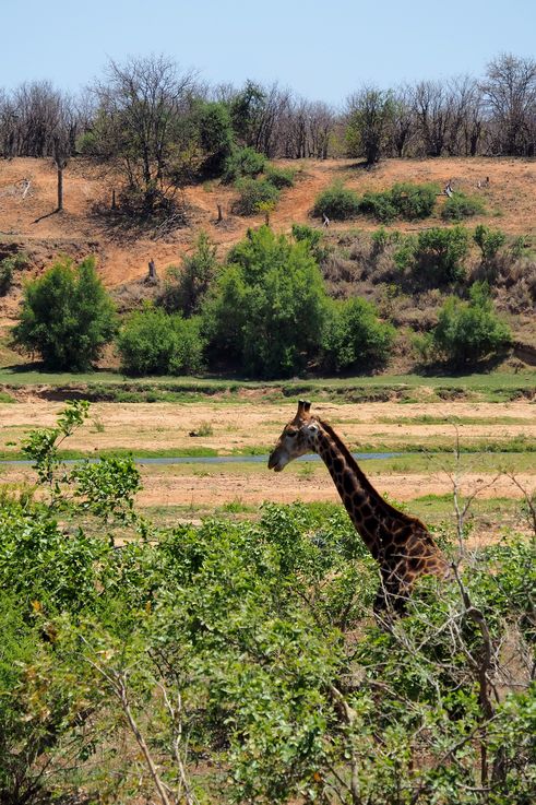 Girafe au Kruger National Park
Altitude : 265 mètres