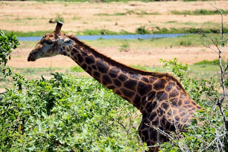 Girafe au Kruger National Park
Altitude : 270 mètres