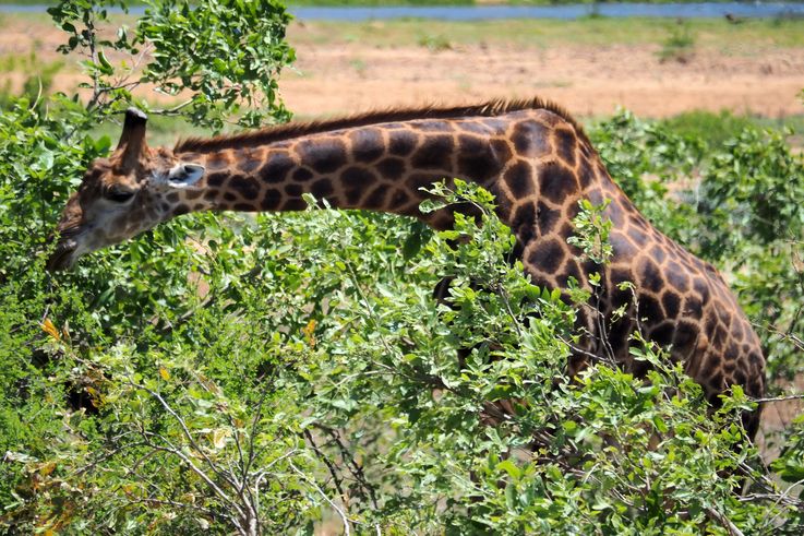 Girafe au Kruger National Park
Altitude : 280 mètres