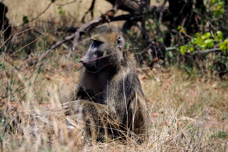 Babouin Chacma au Kruger National Park
Altitude : 254 mètres
