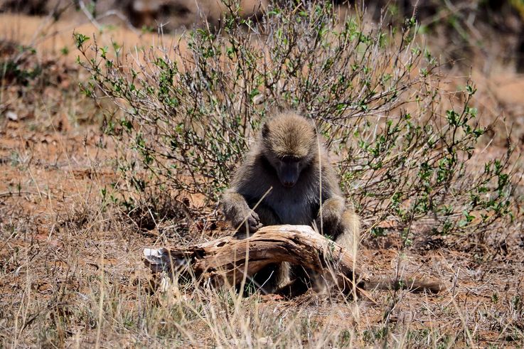 Babouin Chacma au Kruger National Park
Altitude : 255 mètres