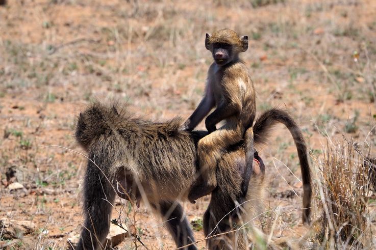 Babouin Chacma au Kruger National Park
Altitude : 256 mètres