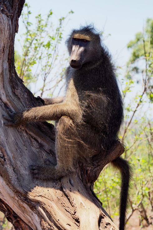 Babouin Chacma au Kruger National Park
Altitude : 262 mètres