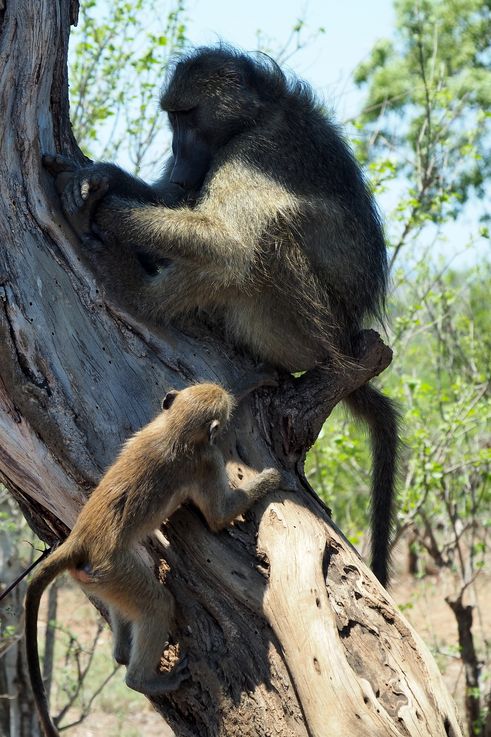 Babouin Chacma au Kruger National Park
Altitude : 270 mètres