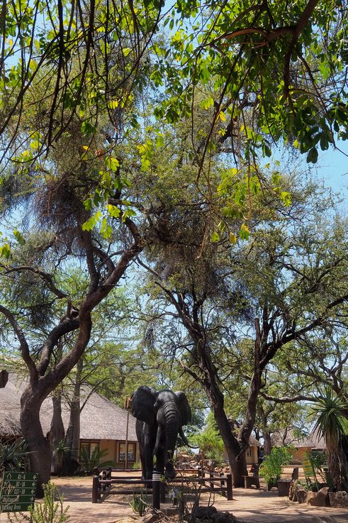 Letaba Rest Camp au Kruger National Park
Altitude : 257 mètres