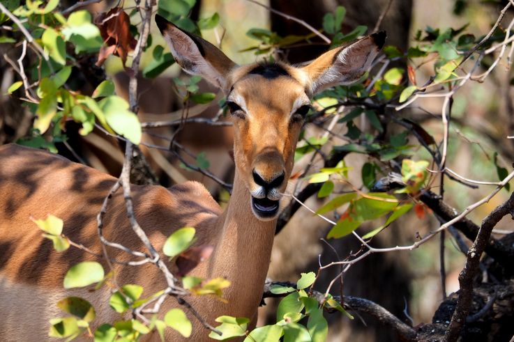 Impala au Kruger National Park
Altitude : 248 mètres