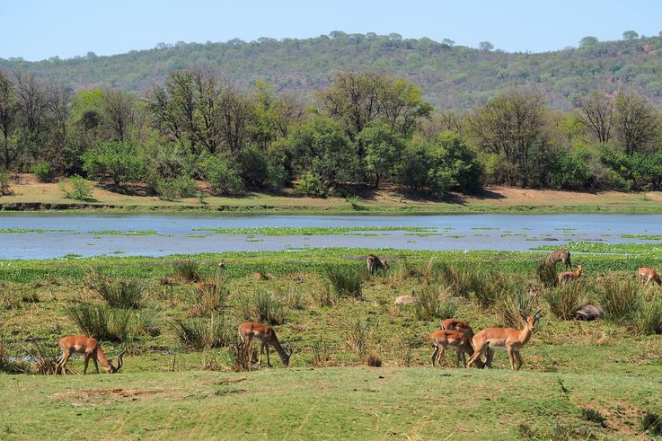 Impala au Kruger National Park
Altitude : 253 mètres
