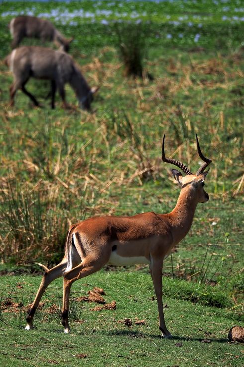 Impala au Kruger National Park
Altitude : 259 mètres