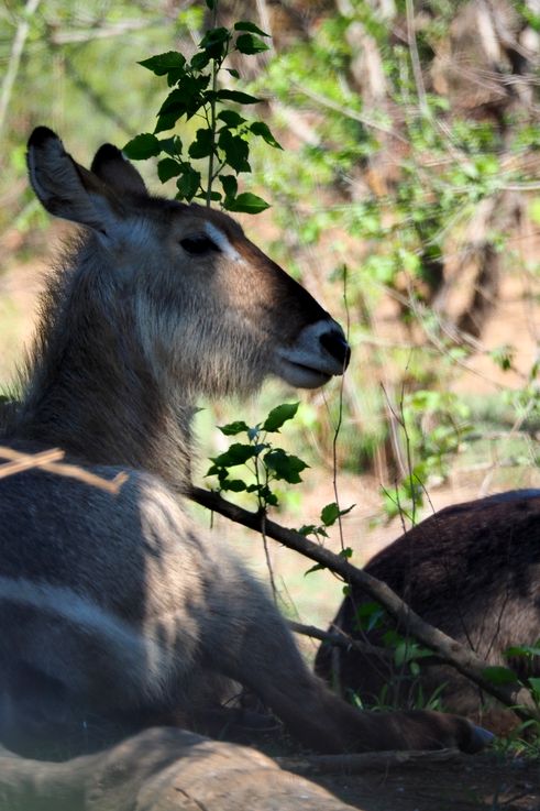 Cobe onctueux au Kruger National Park
Altitude : 262 mètres