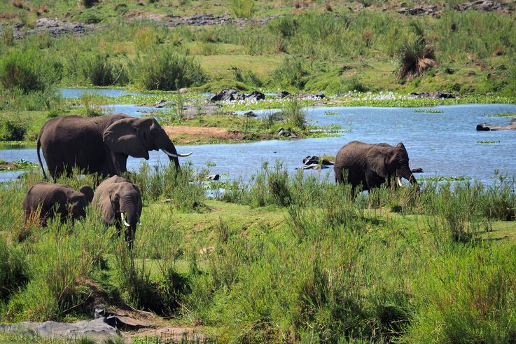Eléphant au Kruger National Park
Altitude : 230 mètres