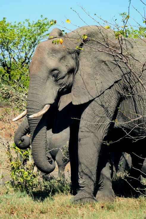Eléphant au Kruger National Park
Altitude : 235 mètres