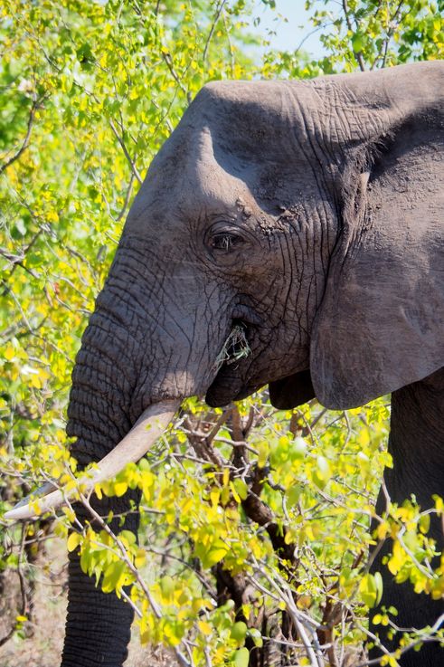 Eléphant au Kruger National Park
Altitude : 241 mètres