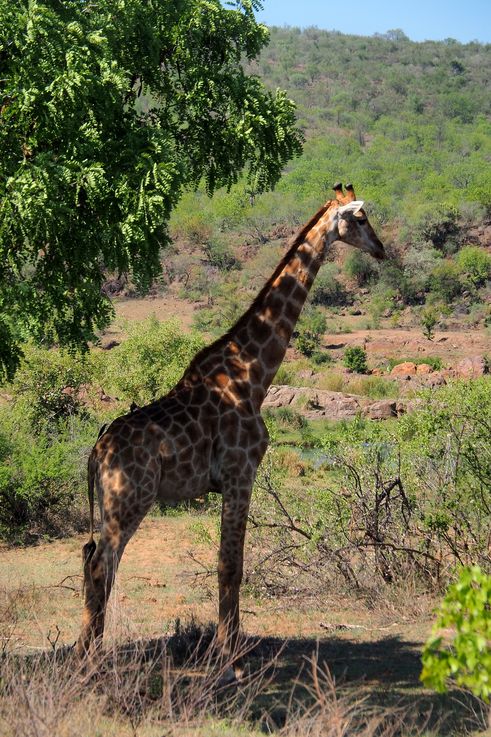 Girafe au Kruger National Park
Altitude : 240 mètres