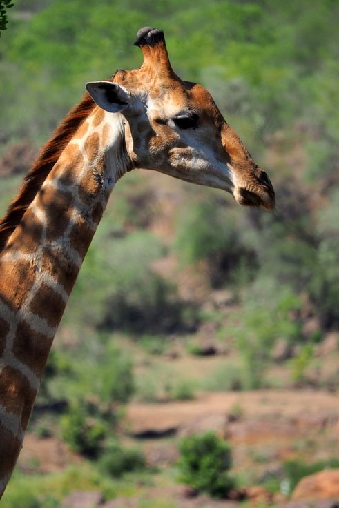 Girafe au Kruger National Park
Altitude : 250 mètres