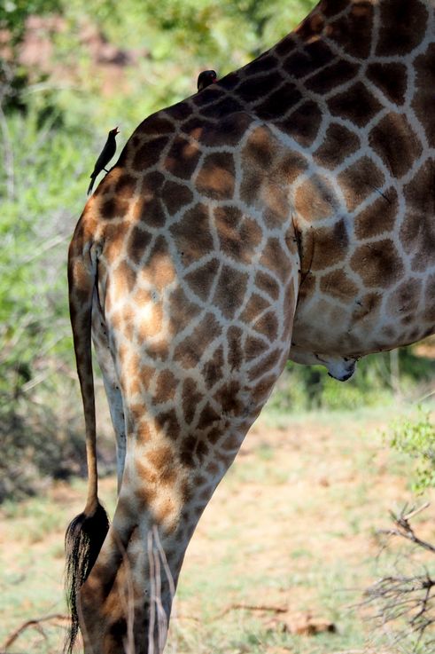 Girafe au Kruger National Park
Altitude : 258 mètres