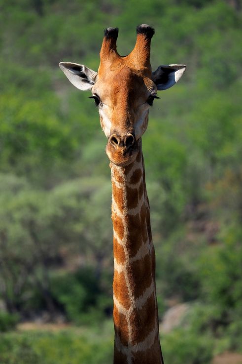 Girafe au Kruger National Park
Altitude : 264 mètres